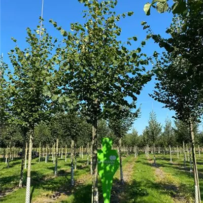 H 3xv mDb 18- 20 - Kaiserlinde 'Pallida' - Tilia europaea 'Pallida' - Collection