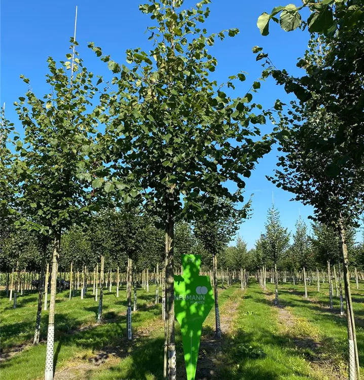 Kaiserlinde 'Pallida' - Tilia europaea 'Pallida' - Collection