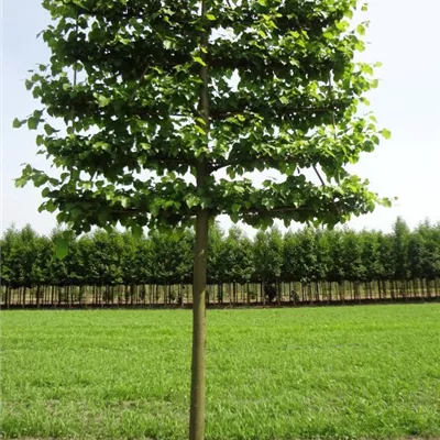 Spalier H 4xv mDb 25- 30 - Kaiserlinde 'Pallida' - Tilia europaea 'Pallida' - Collection