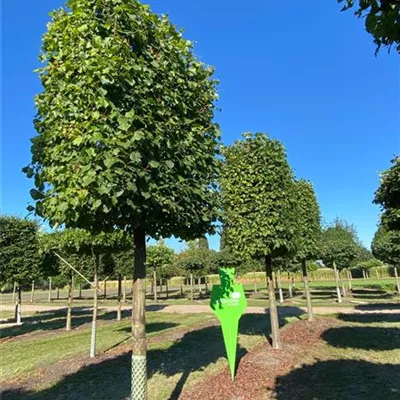 Spalier Sol Baum 5xv mDb 40- 45 - Kaiserlinde 'Pallida' - Tilia europaea 'Pallida' - Collection