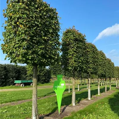 Spalier Sol Baum 5xv mDb 40- 45 - Kaiserlinde 'Pallida' - Tilia europaea 'Pallida' - Collection