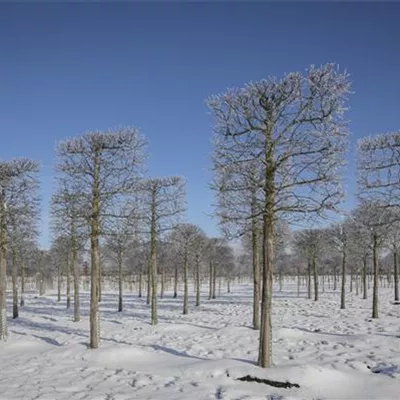 Spalier Sol Baum 6xv mDb 45- 50 - Kaiserlinde 'Pallida' - Tilia europaea 'Pallida' - Collection