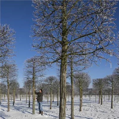 Spalier Sol Baum 6xv mDb 45- 50 - Kaiserlinde 'Pallida' - Tilia europaea 'Pallida' - Collection