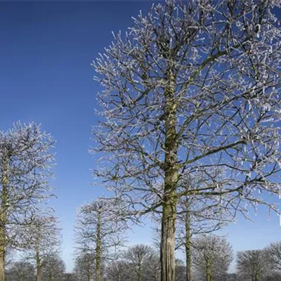 Spalier Sol Baum 6xv mDb 45- 50 - Kaiserlinde 'Pallida' - Tilia europaea 'Pallida' - Collection