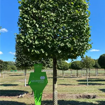 Kasten Sol Baum 6xv mDb 45- 50 - Kaiserlinde 'Pallida' - Tilia europaea 'Pallida' - Collection