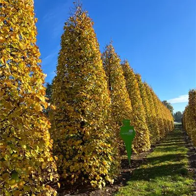 Kegel 6xv mDb 500- 550 - Kaiserlinde 'Pallida' - Tilia europaea 'Pallida' - Collection