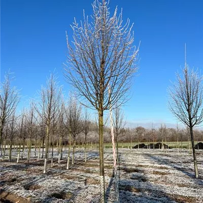 Sol Baum 4xv mDb 150-200 x 400-500 30- 35 - Korallenrote Sommerlinde - Tilia platyphyllos 'Rubra' - Collection