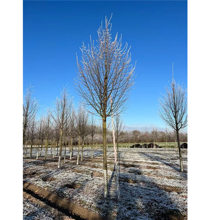 Korallenrote Sommerlinde - Tilia platyphyllos 'Rubra' - Collection