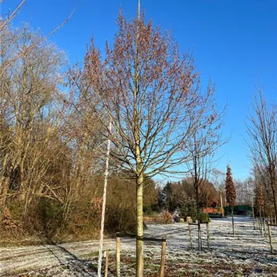 Sol Baum 6xv mDb 300-400 x 500-700 45- 50 - Korallenrote Sommerlinde - Tilia platyphyllos 'Rubra' - Collection