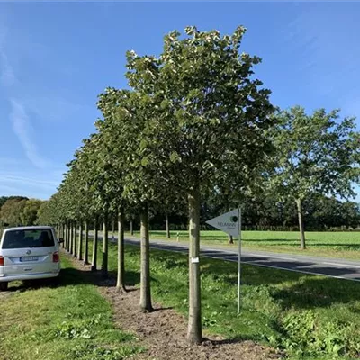 Kasten Sol Baum 6xv mDb 50- 60 - Silberlinde 'Brabant' - Tilia tomentosa 'Brabant' - Collection