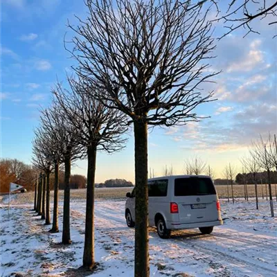 Kasten Sol Baum 6xv mDb 50- 60 - Silberlinde 'Brabant' - Tilia tomentosa 'Brabant' - Collection