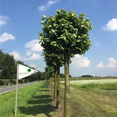 Kasten Sol Baum 6xv mDb 50- 60 - Silberlinde 'Brabant' - Tilia tomentosa 'Brabant' - Collection