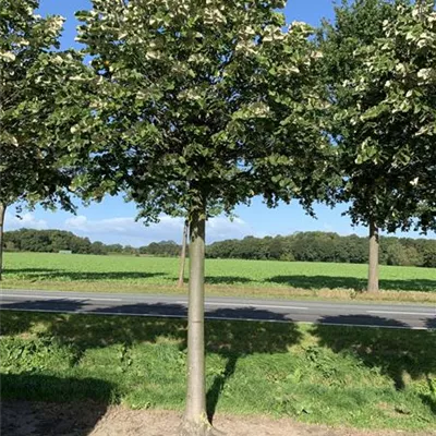 Kugel Sol Baum 6xv mDb 50- 60 - Silberlinde 'Brabant' - Tilia tomentosa 'Brabant' - Collection