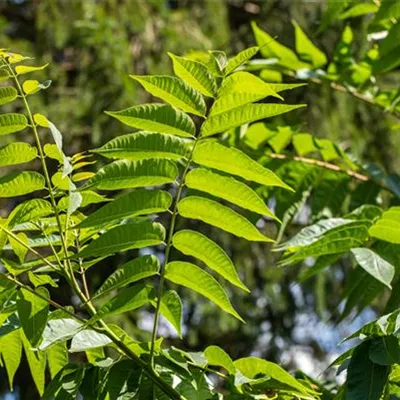 H C 65 18- 20 - Surenbaum - Toona sinensis - Collection