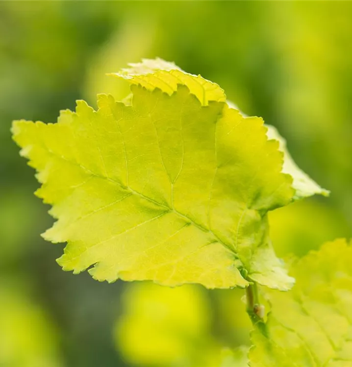 Stadtulme 'Dodoens' - Ulmus hollandica 'Dodoens' - Collection