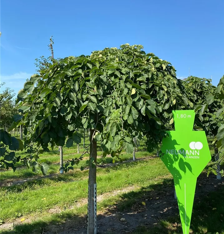 Laubenulme 'Pendula' - Ulmus glabra 'Pendula' - Collection