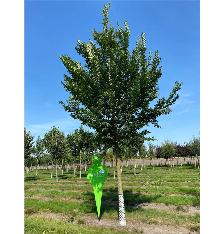 Schmalkronige Stadtulme - Ulmus hollandica 'Lobel' - Collection