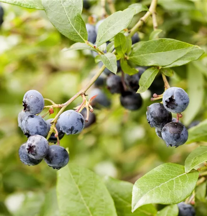 Heidelbeere 'Berkeley' - Vaccinium corymb.'Berkeley' CAC - Collection