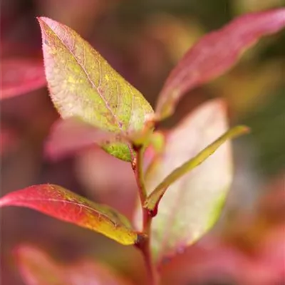 C 3 30- 40 - Heidelbeere 'Northsky' - Vaccinium corymb.'Northsky' CAC - Collection