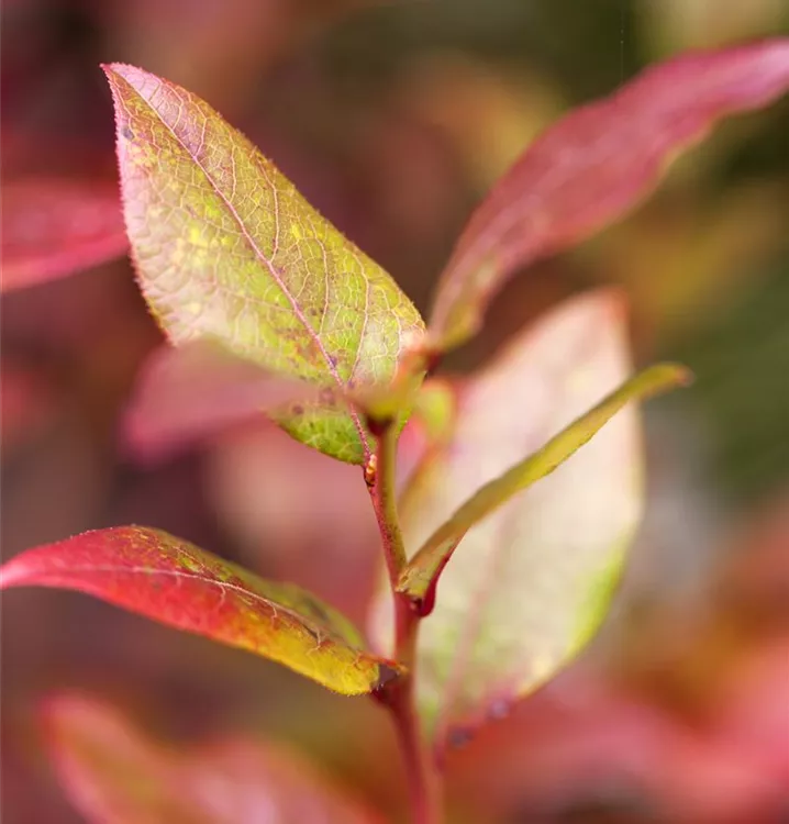 Heidelbeere 'Northsky' - Vaccinium corymb.'Northsky' CAC - Collection