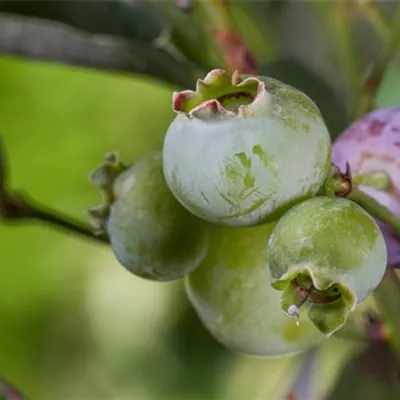 C 3 30- 40 - Heidelbeere 'Bluegold' - Vaccinium corymb.'Bluegold' CAC - Collection