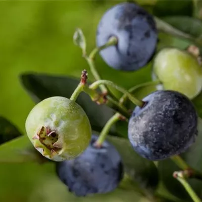 C 3 30- 40 - Kulturheidelbeere 'Nelson' - Vaccinium corymb.'Nelson' CAC - Collection