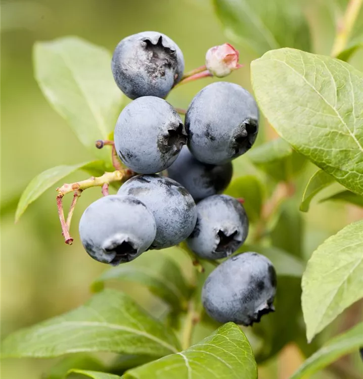 Heidelbeere 'Blueray' - Vaccinium corymb.'Blueray' CAC - Collection