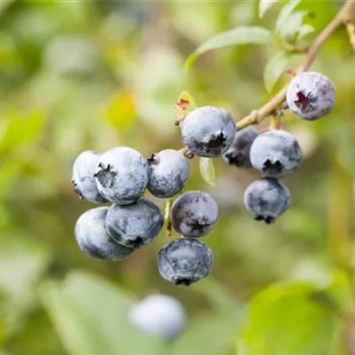 C 3 30- 40 - Heidelbeere 'Hortblue Petite' -R- - Vaccinium corymb.'Hortblue Petite' -R- CAC - Collection