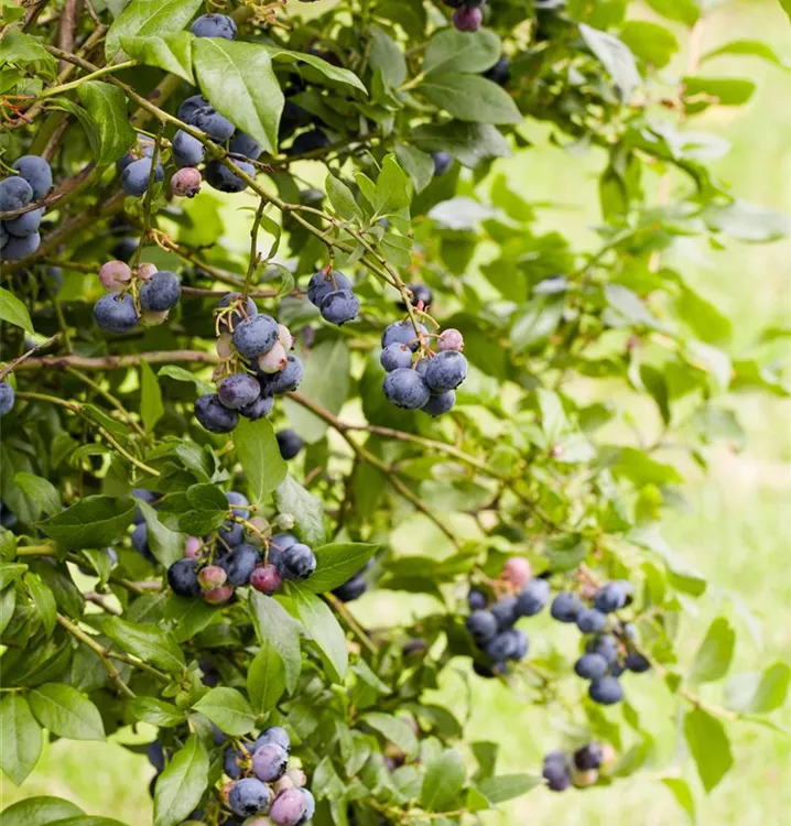 Heidelbeere 'Jersey' - Vaccinium corymb.'Jersey' CAC - Collection