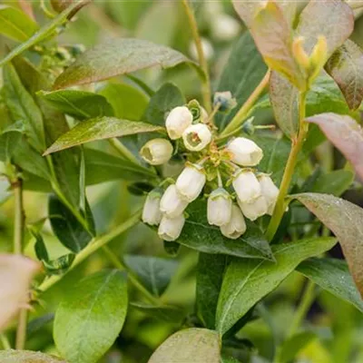 C 3 30- 40 - Heidelbeere 'Poppins' -R- - Vaccinium corymb.'Poppins' -R- CAC - Collection