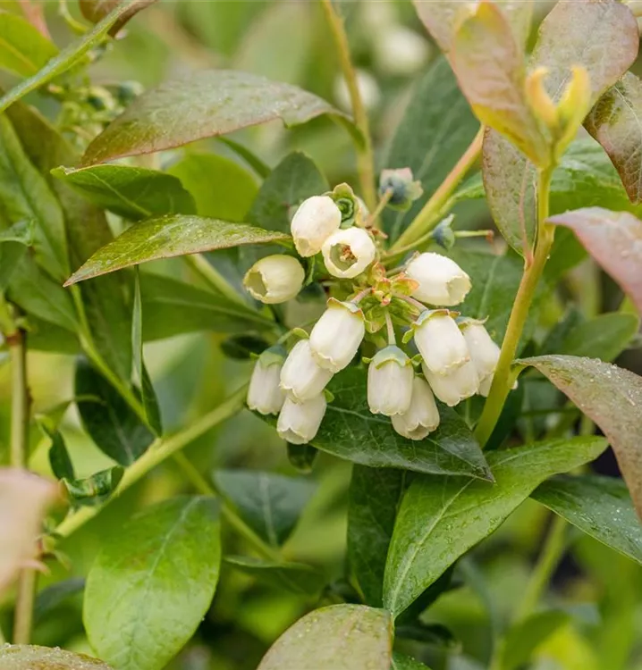 Heidelbeere 'Poppins' -R- - Vaccinium corymb.'Poppins' -R- CAC - Collection