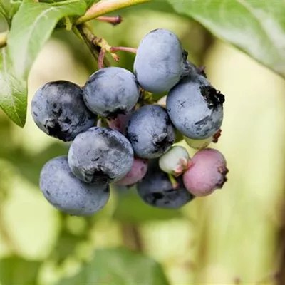 C 3 30- 40 - Heidelbeere 'Stanley' - Vaccinium corymb.'Stanley' CAC - Collection