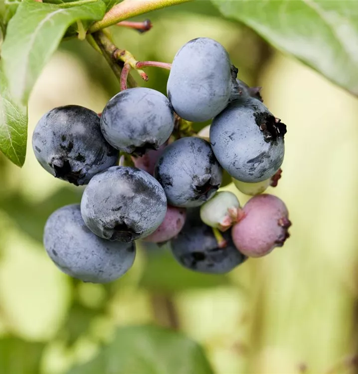 Heidelbeere 'Stanley' - Vaccinium corymb.'Stanley' CAC - Collection