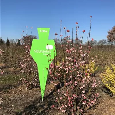 Sol 3xv mB 150- 175 - Winterschneeball 'Dawn' - Viburnum bodnantense 'Dawn' - Collection