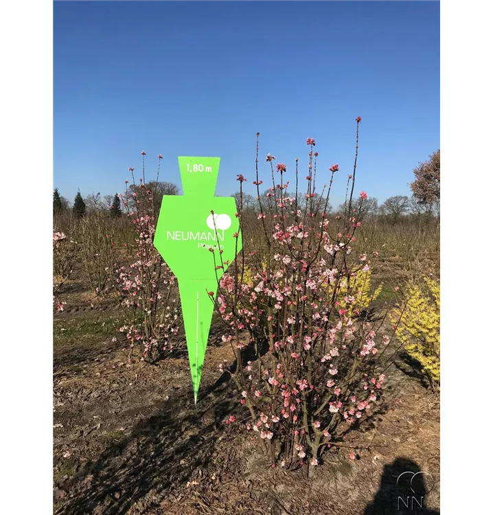 Winterschneeball 'Dawn' - Viburnum bodnantense 'Dawn' - Collection