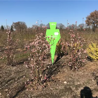 Sol 3xv mB 150- 175 - Winterschneeball 'Dawn' - Viburnum bodnantense 'Dawn' - Collection