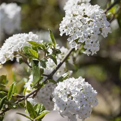 Sol 3xv mB 60- 80 - Osterschneeball - Viburnum burkwoodii - Collection