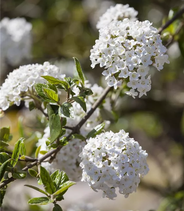 Viburnum burkwoodii - Collection