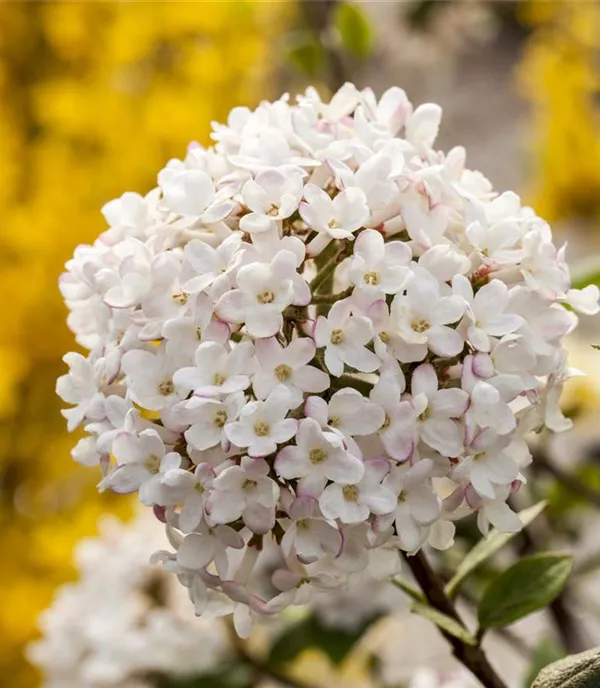 Viburnum carlesii - Collection