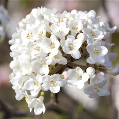 Sol 3xv mB 60- 80 - Wohlriechender Schneeball 'Aurora' - Viburnum carlesii 'Aurora' - Collection