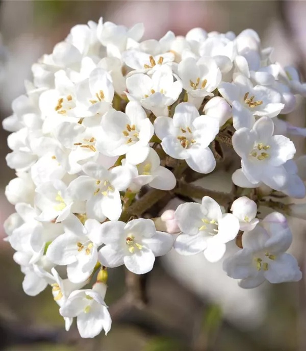 Viburnum carlesii 'Aurora' - Collection