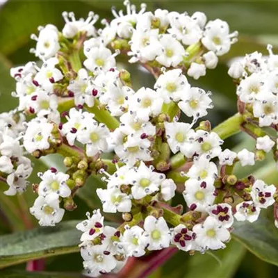 C 3 25- 30 - Immergr.Kissenschneeball - Viburnum davidii - Collection