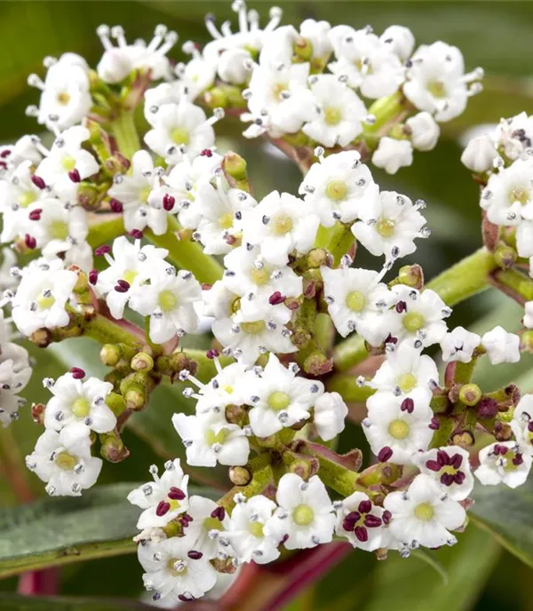 Viburnum davidii - Collection