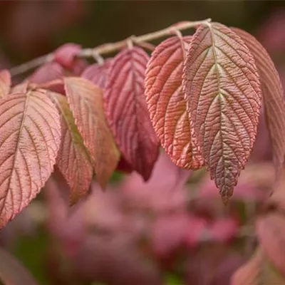 Sol 3xv mB 60- 80 - Jap.Schneeball 'Mariesii' - Viburnum plicatum 'Mariesii' - Collection