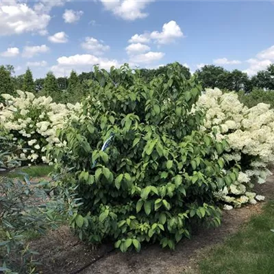 Sol 5xv mDb 150-200 x 150- 175 - Filziger Schneeball - Viburnum plicatum tomentosum - Collection