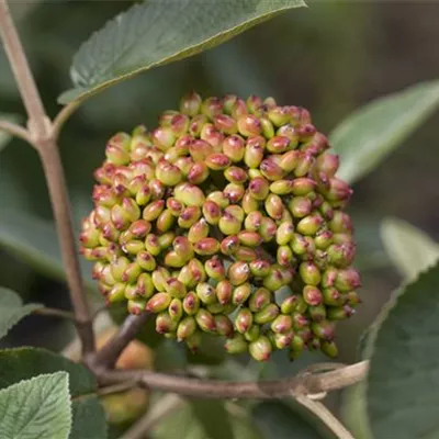 Sol 3xv mB 80- 100 - Immergr.Zungen-Schneeball - Viburnum rhytidophyllum - Collection