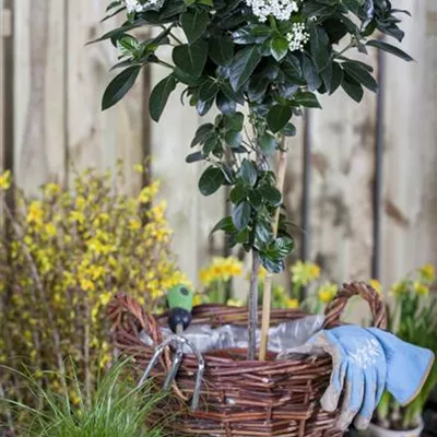 Sol C 20 80- 100 - Lorbeer-Schneeball - Viburnum tinus - Collection