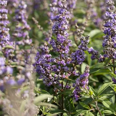 C 7,5 80- 100 - Mönchspfeffer - Vitex agnus-castus - Collection