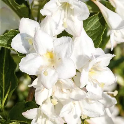 Sol 3xv mB 100- 125 - Weigelie 'Snowflake' - Weigela 'Snowflake' - Collection