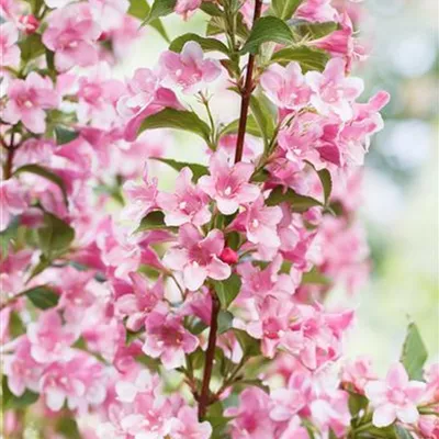 Sol 3xv mB 100- 125 - Rosa Weigelie - Weigela florida - Collection